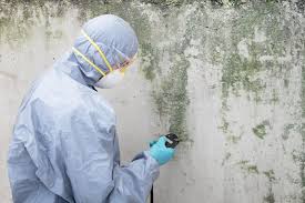 Best Black Mold Removal  in Antelope, CA